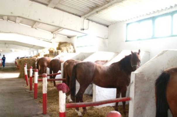 Herghelia Mangalia, din nou în circuitul hipic
